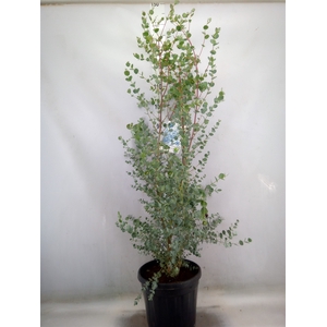 Eucalyptus gunnii