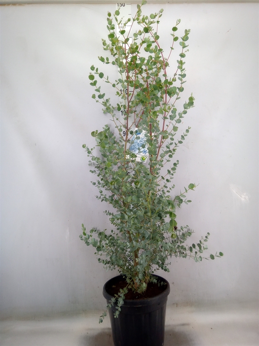 <h4>Eucalyptus gunnii</h4>
