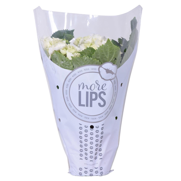 <h4>Hydrangea Schneeball 5-6 More Lips</h4>