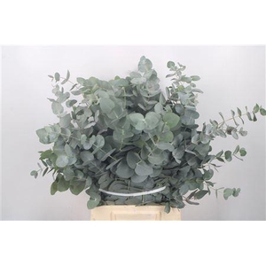 Euc Cinerea Per Bunch 150 Gram S U P E R