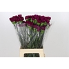 Dianthus St Yukari Violet