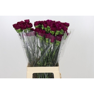 Dianthus St Yukari Violet