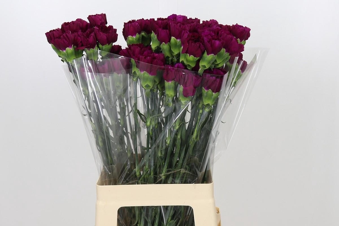 <h4>Dianthus St Yukari Violet</h4>