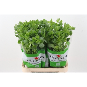 Moluccella 80cm Fu