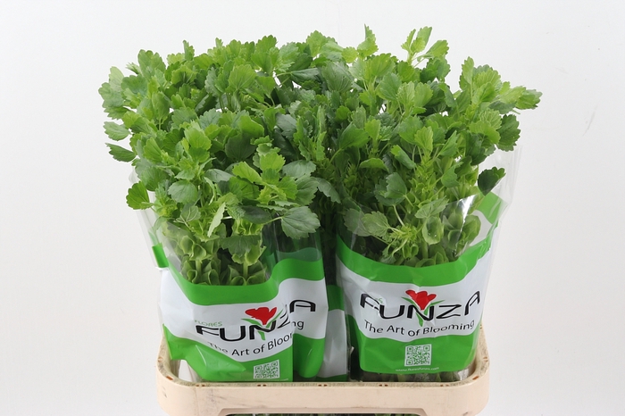 <h4>Moluccella 80cm Fu</h4>