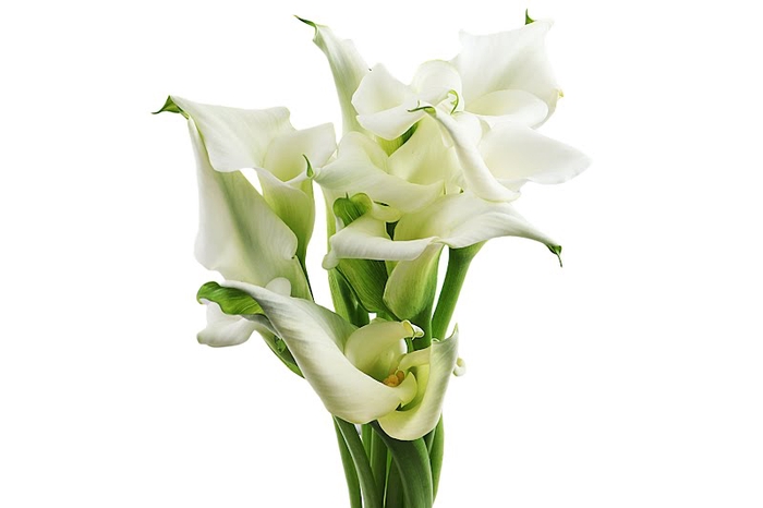 <h4>Calla Crystal Blush Double</h4>