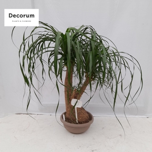 Beaucarnea vertakt op nummer 15