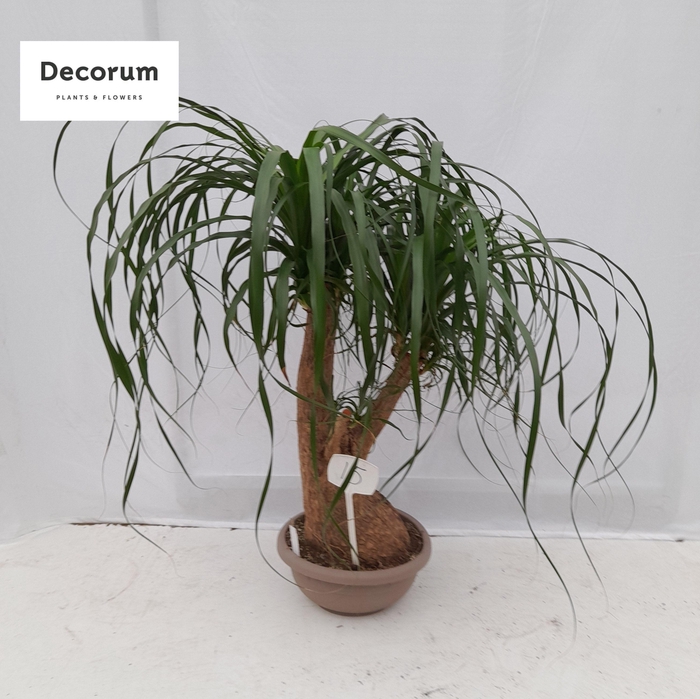 <h4>Beaucarnea vertakt op nummer 15</h4>