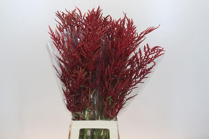 <h4>Bromelia Red Paloma</h4>