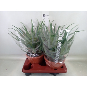 Aloe arborescens