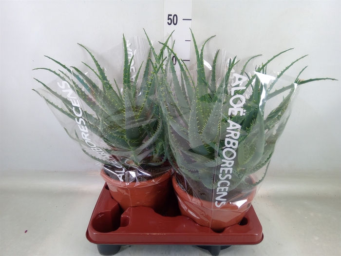<h4>Aloe arborescens</h4>