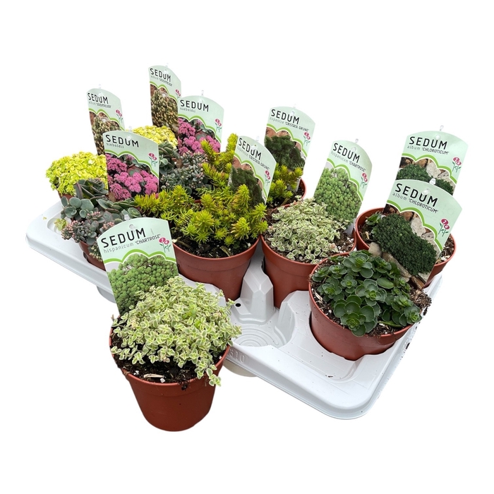 <h4>SEDUM OV</h4>