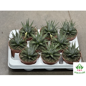 Haworthia fasciata Big Band 10,5Ø 17cm