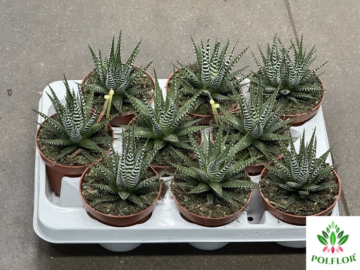 Haworthia fasciata Big Band 10,5Ø 17cm