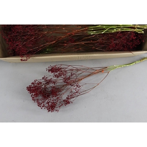 DF Gyps Bs (5) 70cm Red