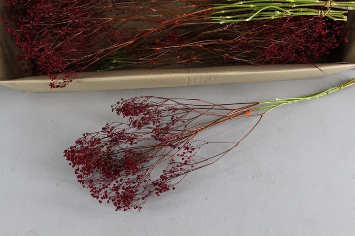 <h4>DF Gyps Bs (5) 70cm Red</h4>