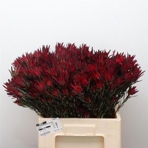 Leucad Ayo Cherry Pearl Single