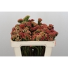 Kaaps Groen Red Brunia Small