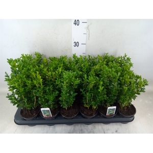 Buxus semp.   ...