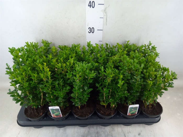 <h4>Buxus semp.   ...</h4>