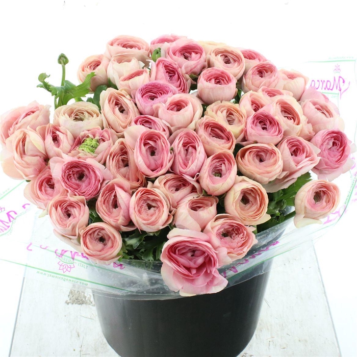 <h4>Ran Su Sr Flamingo Pink Super</h4>