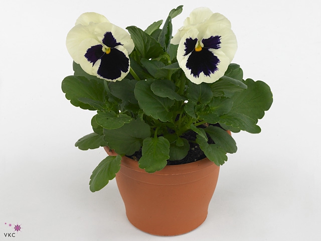 VIO WI EB WHITE BLOT