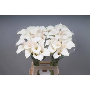 Zantedeschia captain ventura pink glow
