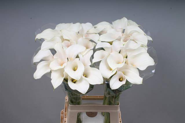 <h4>Zantedeschia captain ventura pink glow</h4>