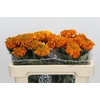Tagetes Marigold Promise Orange