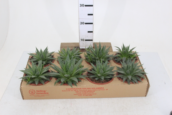 ALOE ARISTATA C13