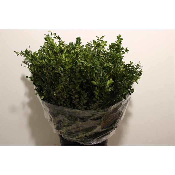 <h4>Buxus Green P Bunch</h4>