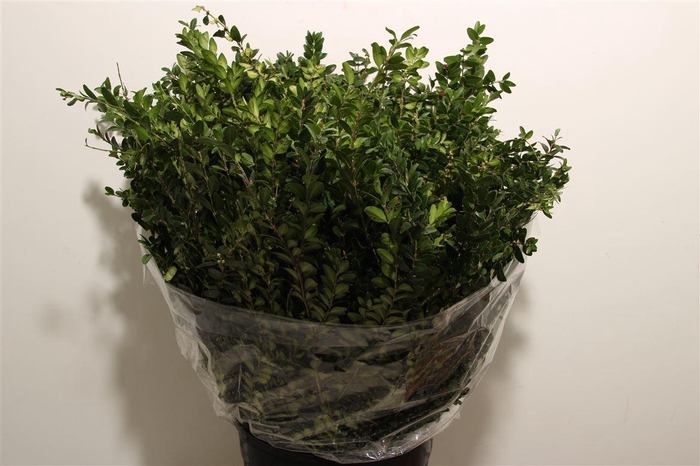 Buxus Green P Bunch