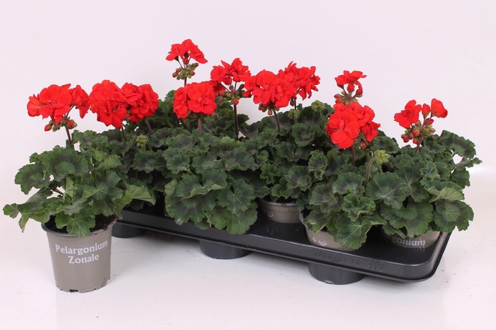 <h4>PEL ZON SA RED</h4>