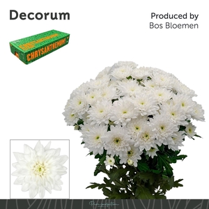 Baltica Decorum