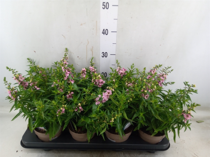 <h4>Angelonia  'Serena Lavender'</h4>