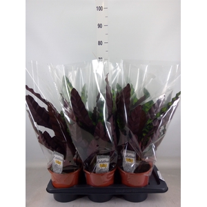Calathea lancifolia