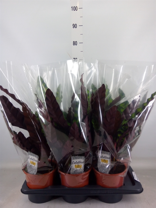 <h4>Calathea lancifolia</h4>