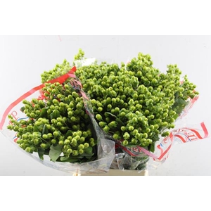 Hypericum Applegreen(grn) L 70