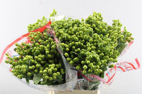 <h4>Hypericum Applegreen(grn) L 70</h4>