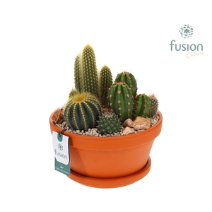 Schaal Terracotta met schotel Large met Cactussen