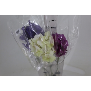 FLOR DE VANDA VARIADO