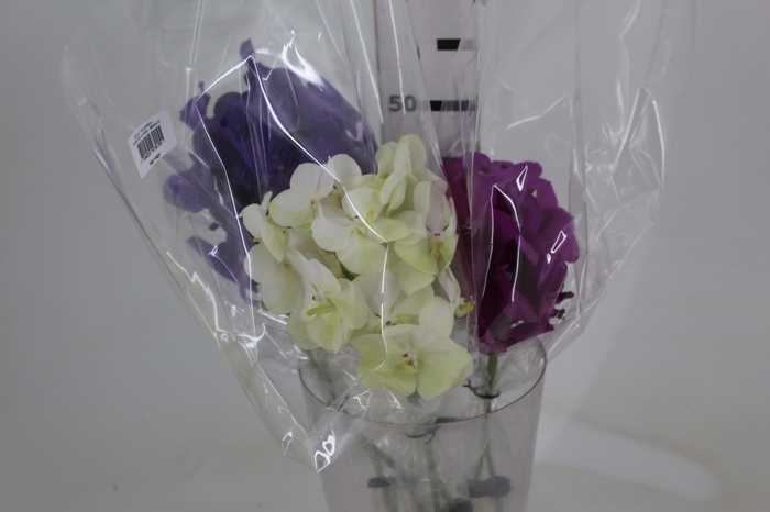 <h4>FLOR DE VANDA VARIADO</h4>