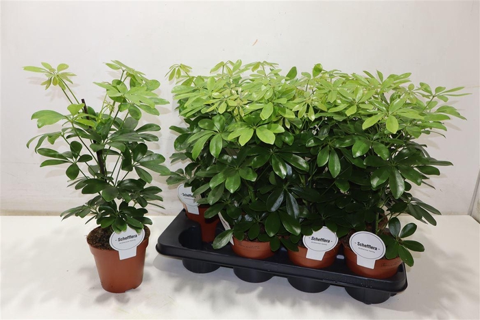 <h4>arr8 Schef Ar Nora</h4>