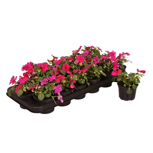 <h4>Impatiens Walleriana paars p9</h4>