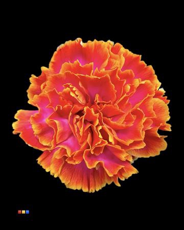 Dianthus St Fireball