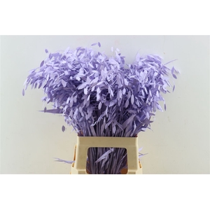 Dried Chasmantium Lavendel P Stem