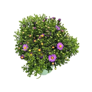 Aster (Novi-belgii Grp) Henri I Pur