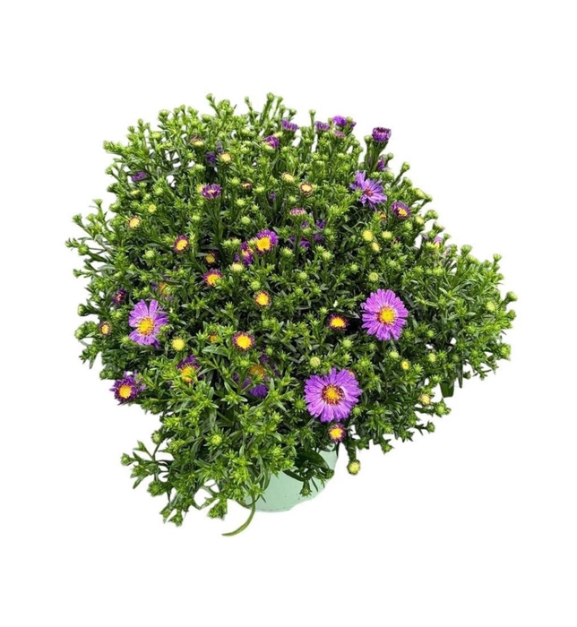 <h4>Aster (Novi-belgii Grp) Henri I Pur</h4>