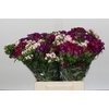 Dianthus Br Gemengd
