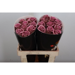 R Ov Wx Classic Pink